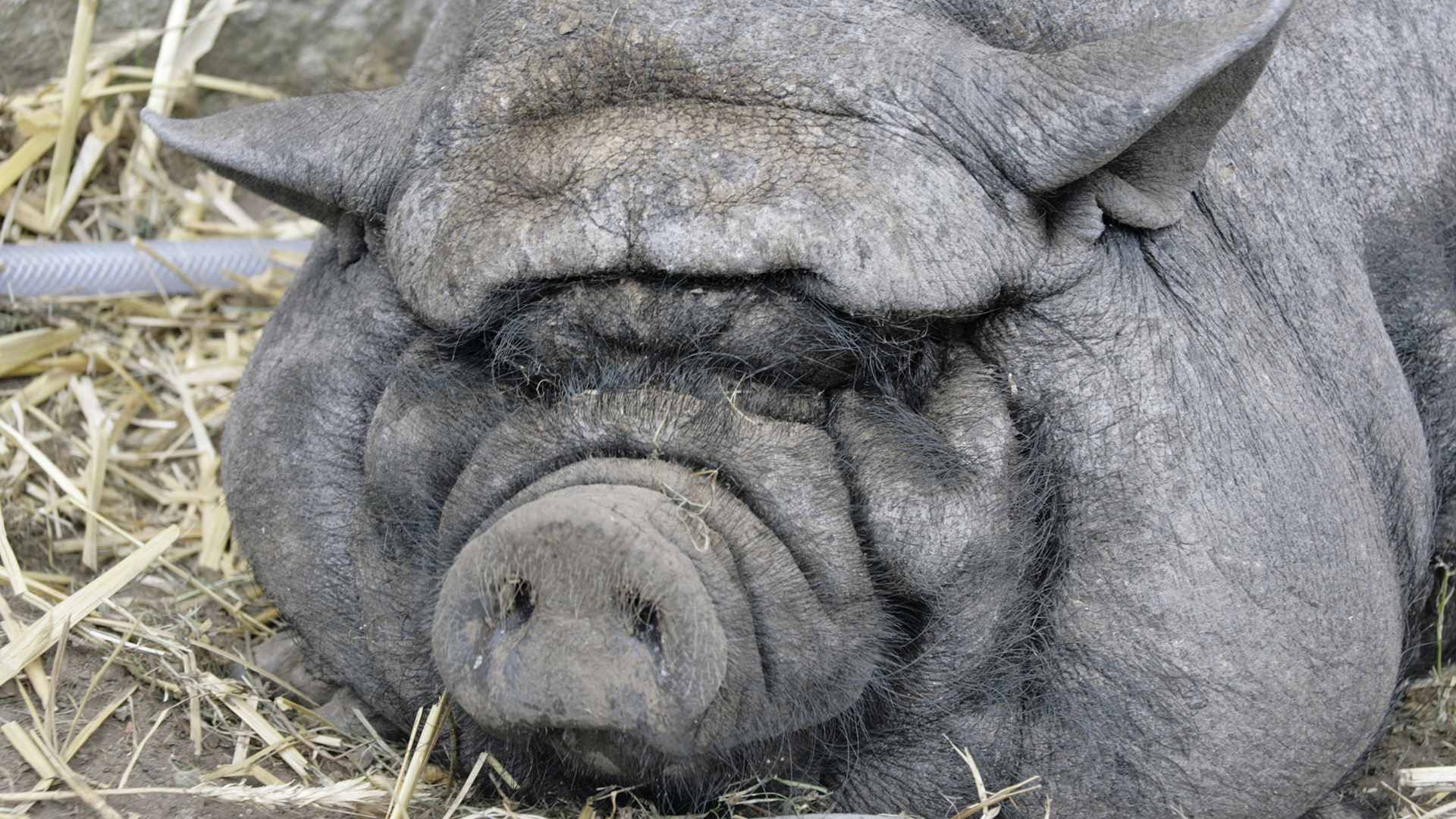 Liegendes Schwein