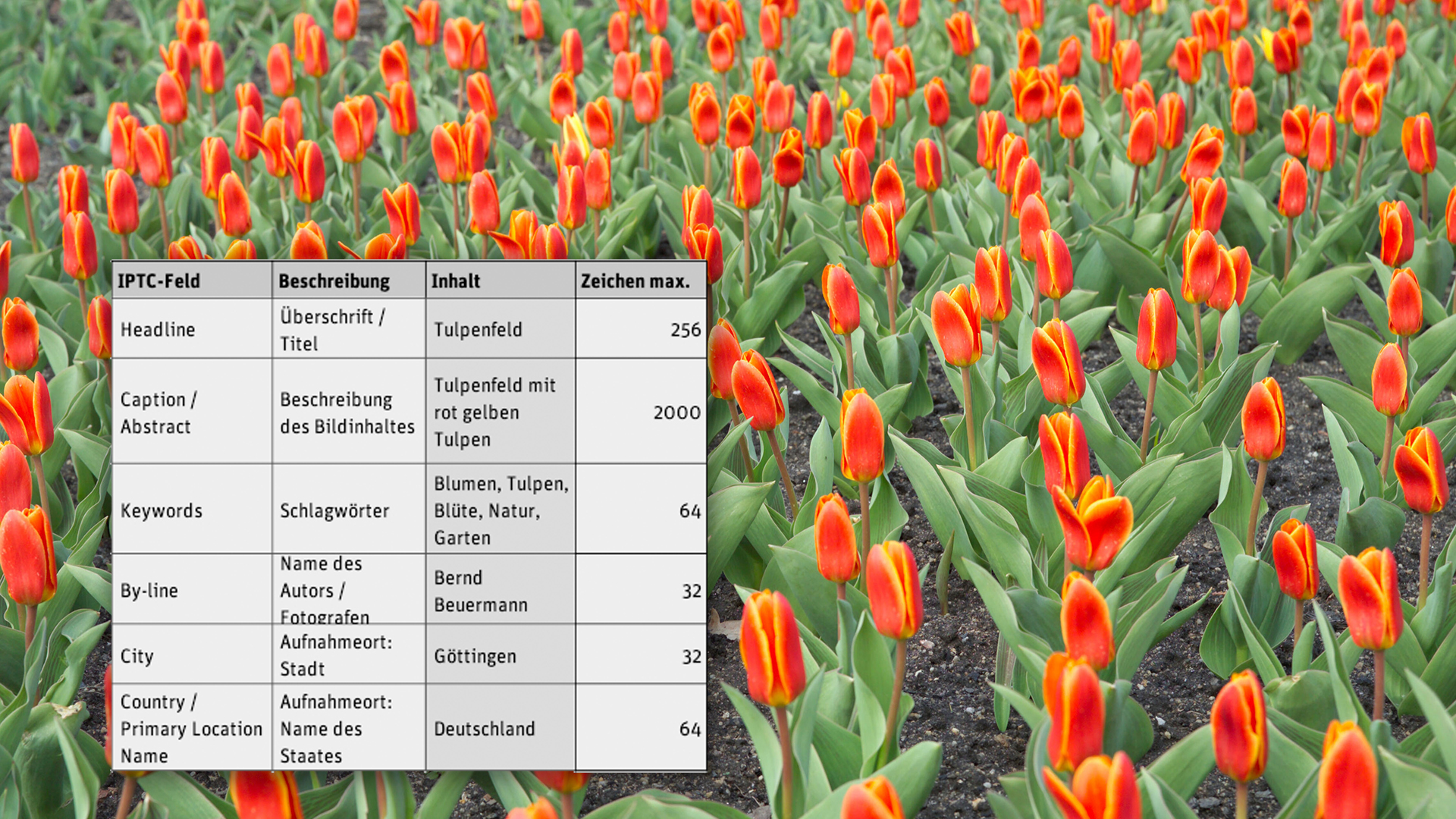 Tulpenfeld mit roten Tulpen